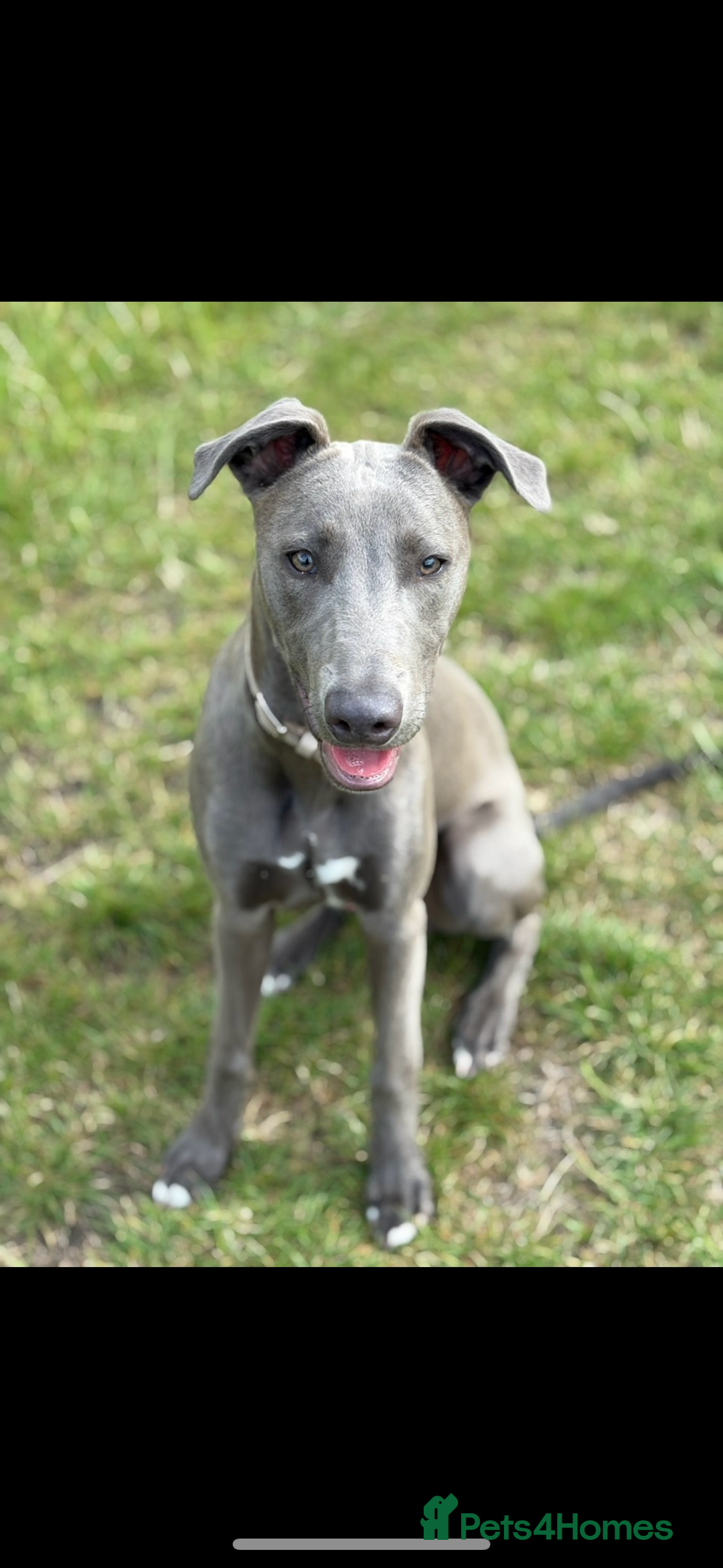 Mixed Breed dogs for sale: Handsome grey Lurcher 9 month old   - Image 1