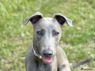 Mixed Breed dogs - Advert 6
