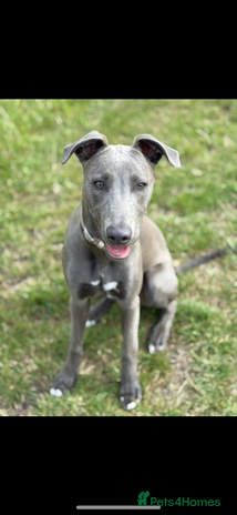 Mixed Breed dogs - Advert 5