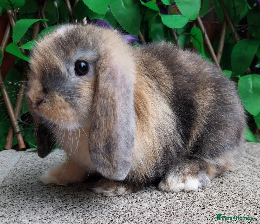 Mini Lop rabbits for sale: Pure mini lop  - Image 3