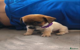 Jack Russell dogs for sale: 2 beautiful miniature jack Russell puppys - Image 3