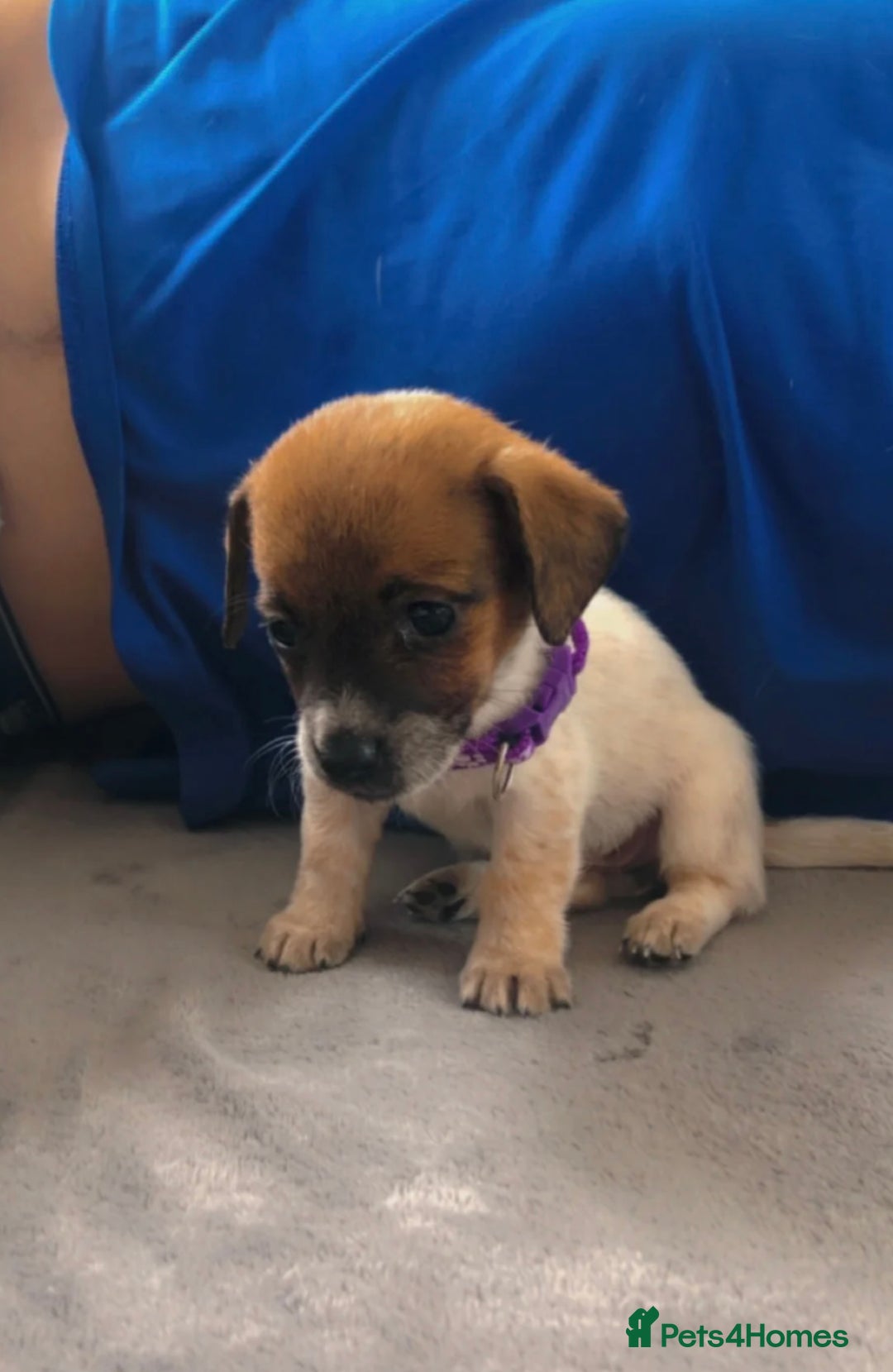 Jack Russell dogs for sale: 2 beautiful miniature jack Russell puppys - Image 3