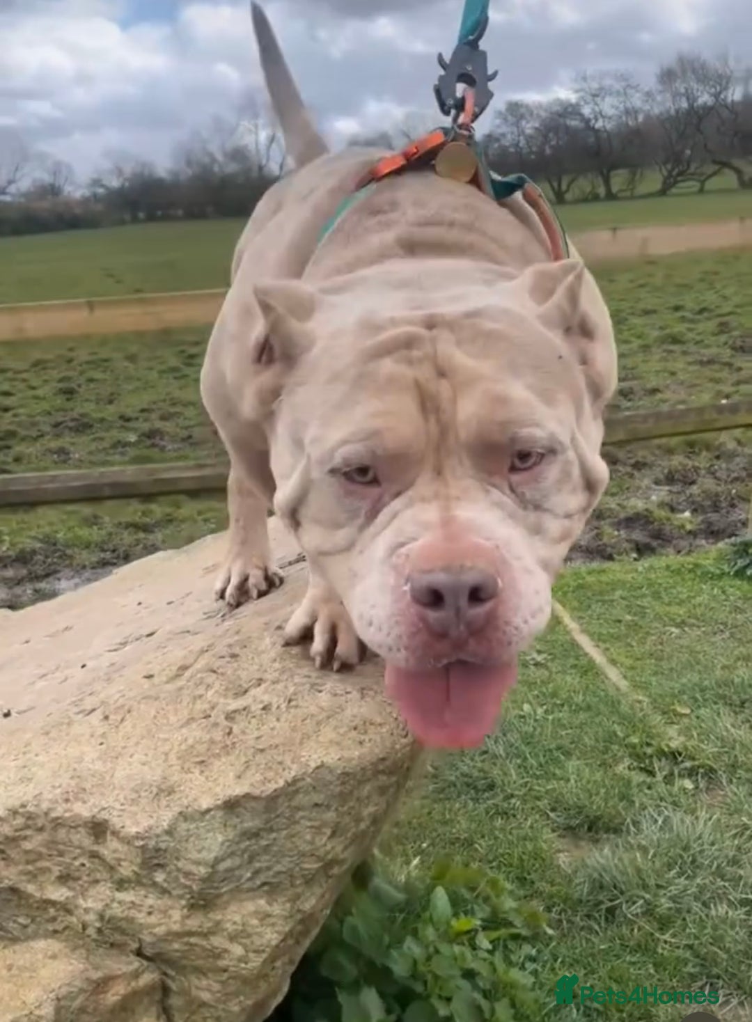 American Bully dogs for sale: Pocket bully rehoming - Advert 2