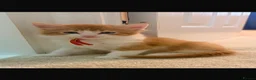 Mixed Breed cats for sale: X4 male kittens  in Hornsea - Advert 5