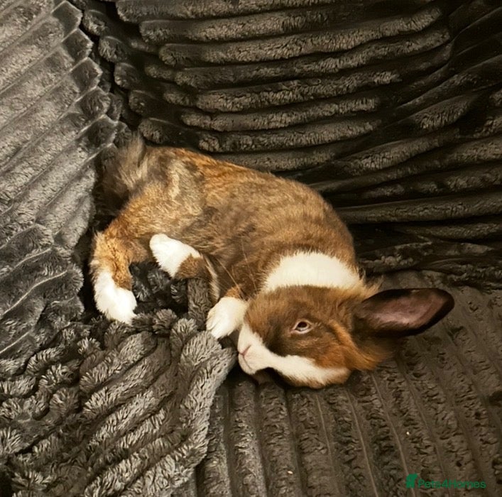 Mini Lion Lop rabbits Mini lion head lop  - Advert 1