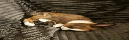 Mini Lion Lop rabbits for sale: Mini lion head lop  - Advert 1