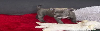 Staffordshire Bull Terrier 4