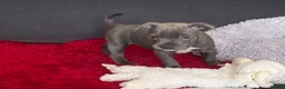 Staffordshire Bull Terrier dogs for sale: Last Boy Ready for his Forever Home ♥️ - Advert 32
