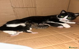 Mixed Breed cats for sale: Female kitten - Image 9