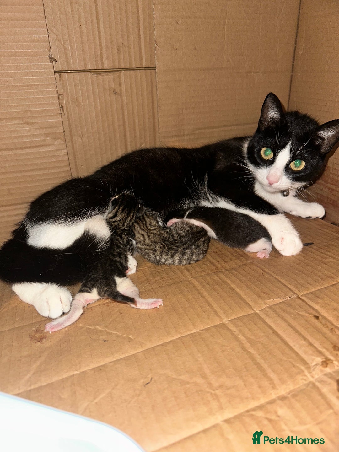 Mixed Breed cats for sale: Female kitten - Image 9