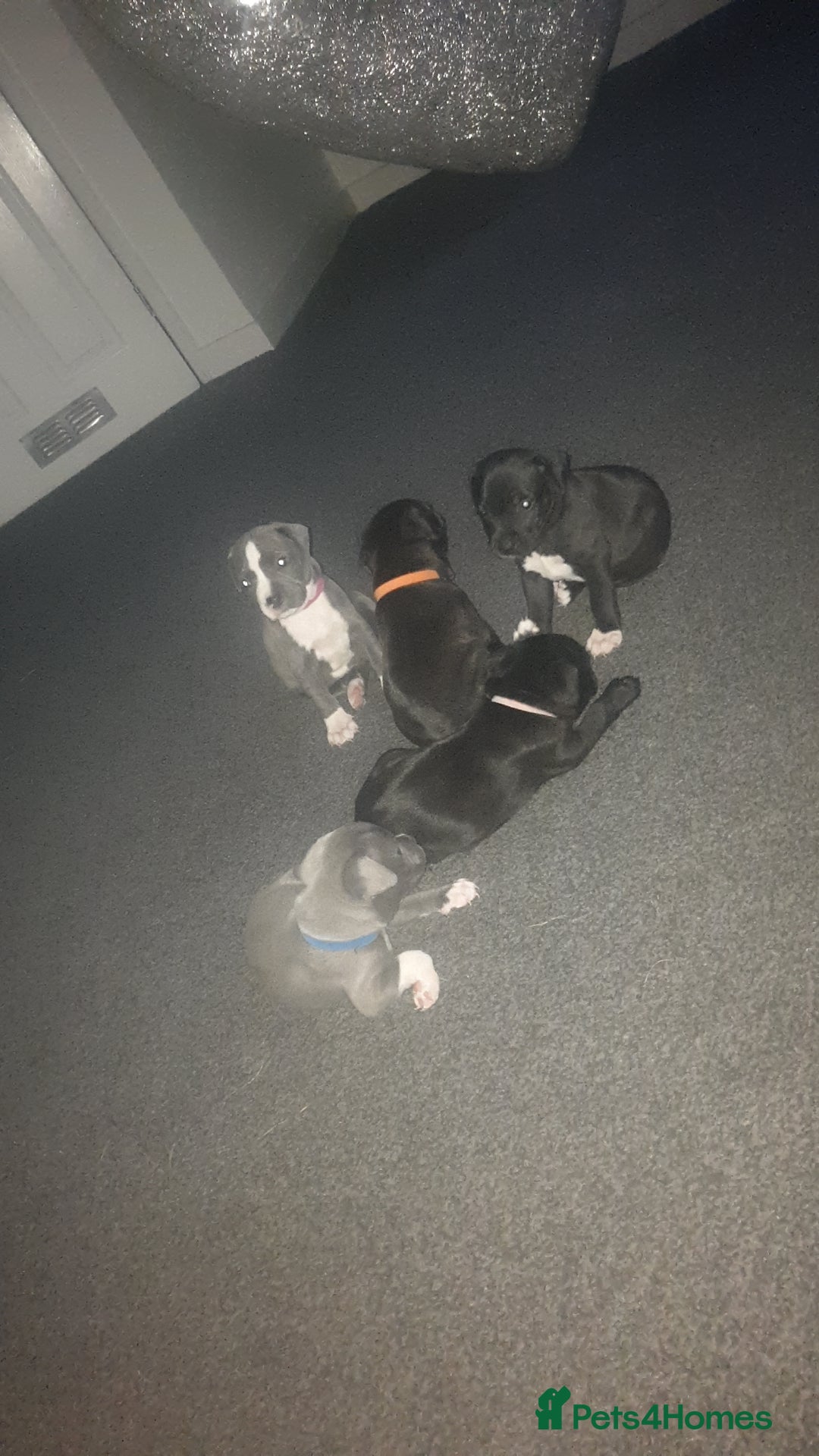 Staffordshire Bull Terrier dogs for sale: Staff pups for sale  - Image 2