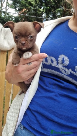 Chihuahua dogs - Advert 2