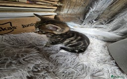 Mixed Breed cats for sale: Premium mixed breed kittens - Image 12