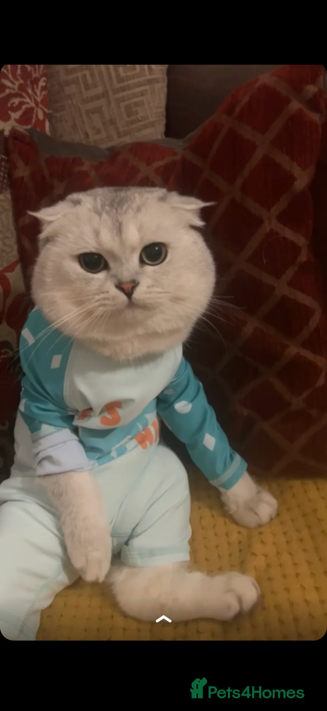 Scottish Fold cats for sale: Adorable Scottish Fold/straight Kittens for Sale - Advert 1