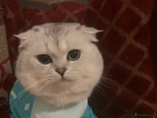 Scottish Fold cats Adorable Scottish Fold/straight Kittens for Sale - Advert 1