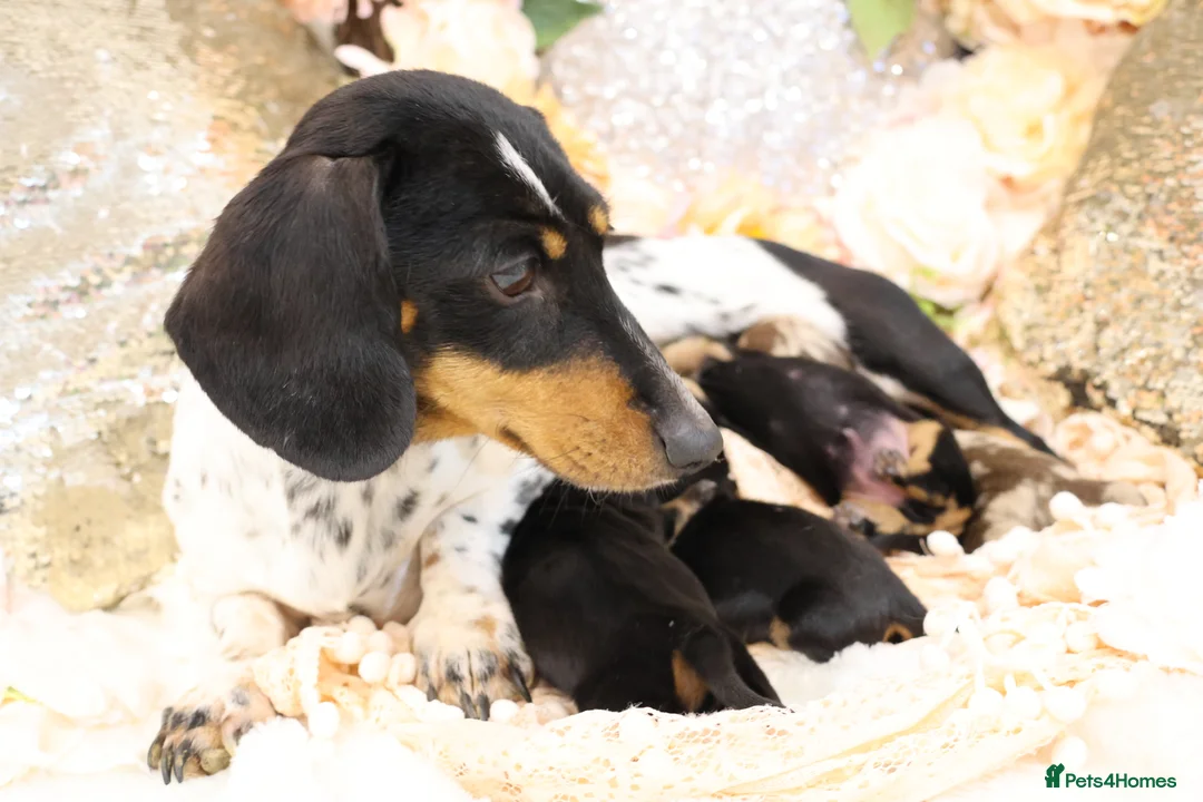 Miniature Dachshund dogs for sale: KC Miniature Dachshund Puppies - Advert 8