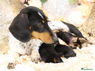 Miniature Dachshund dogs KC Miniature Dachshund Puppies - Advert 5