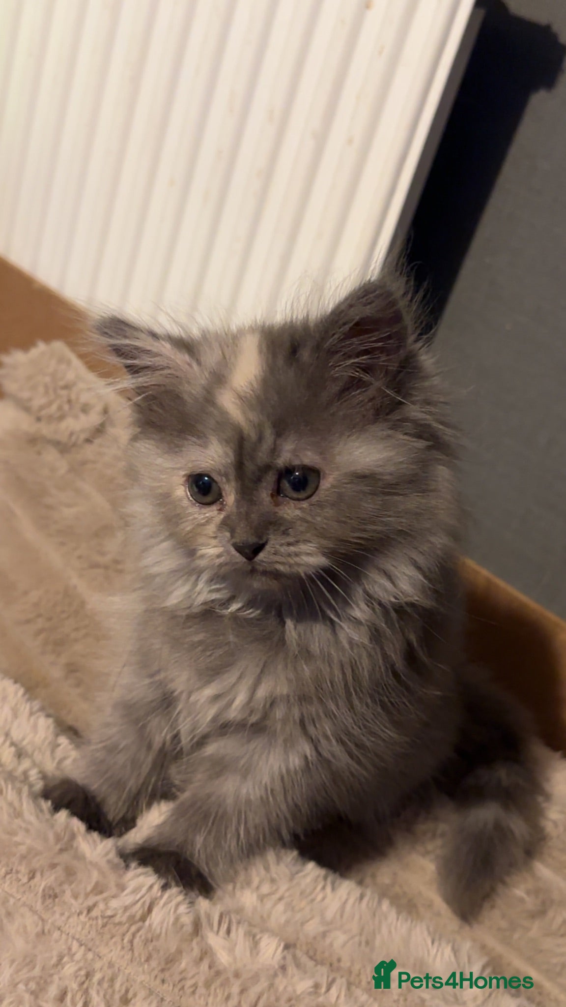 Mixed Breed cats Last 3!! Maincoon x Persian ready to leave  - Advert 4