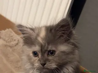 Mixed Breed cats Last 3!! Maincoon x Persian ready to leave - Advert 4