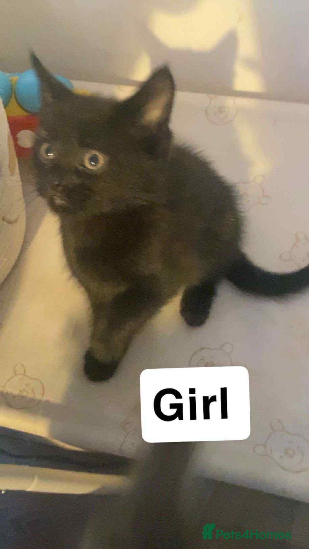 Mixed Breed cats for sale: Half maine coon,kittens for sale. - Advert 6