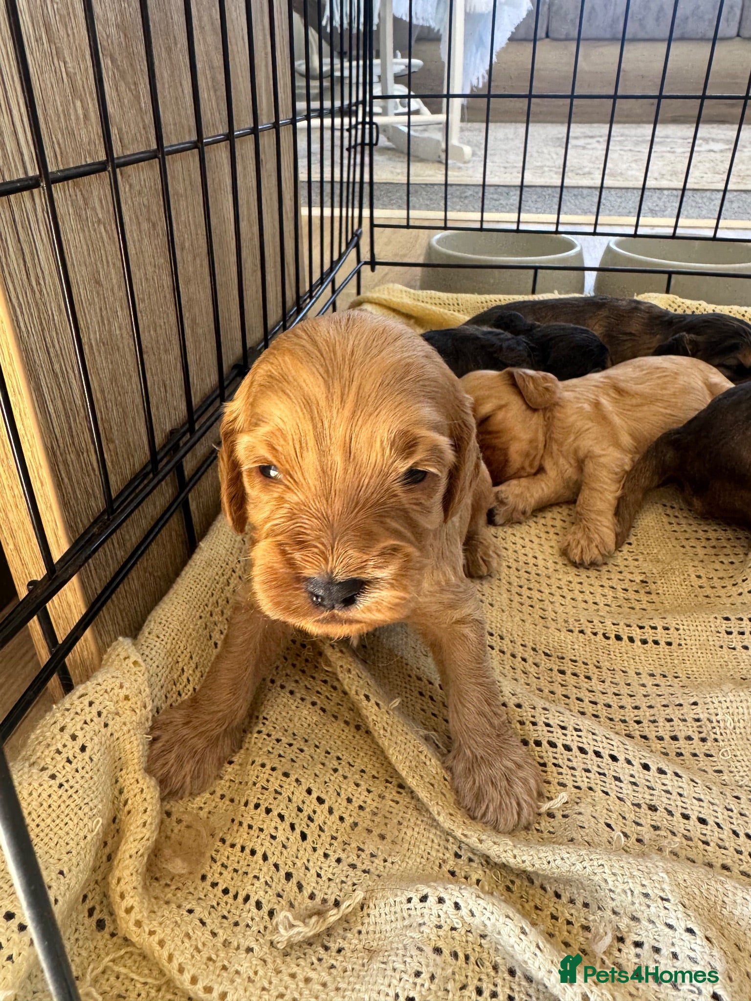 Cockapoo dogs DNA Tested F1 Miniature Cockapoo Puppies  - Advert 16