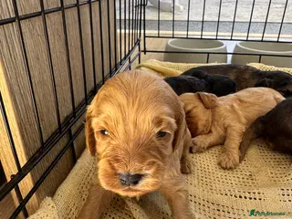 Cockapoo dogs DNA Tested F1 Miniature Cockapoo Puppies - Advert 16