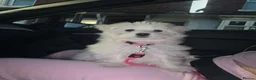 Maltese dogs for sale: Mini Maltese  - Advert 6