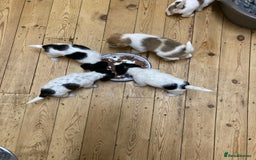 Jackapoo dogs for sale: @@GORGEOUS JACKAPOO PUPPIES@@ - Image 2