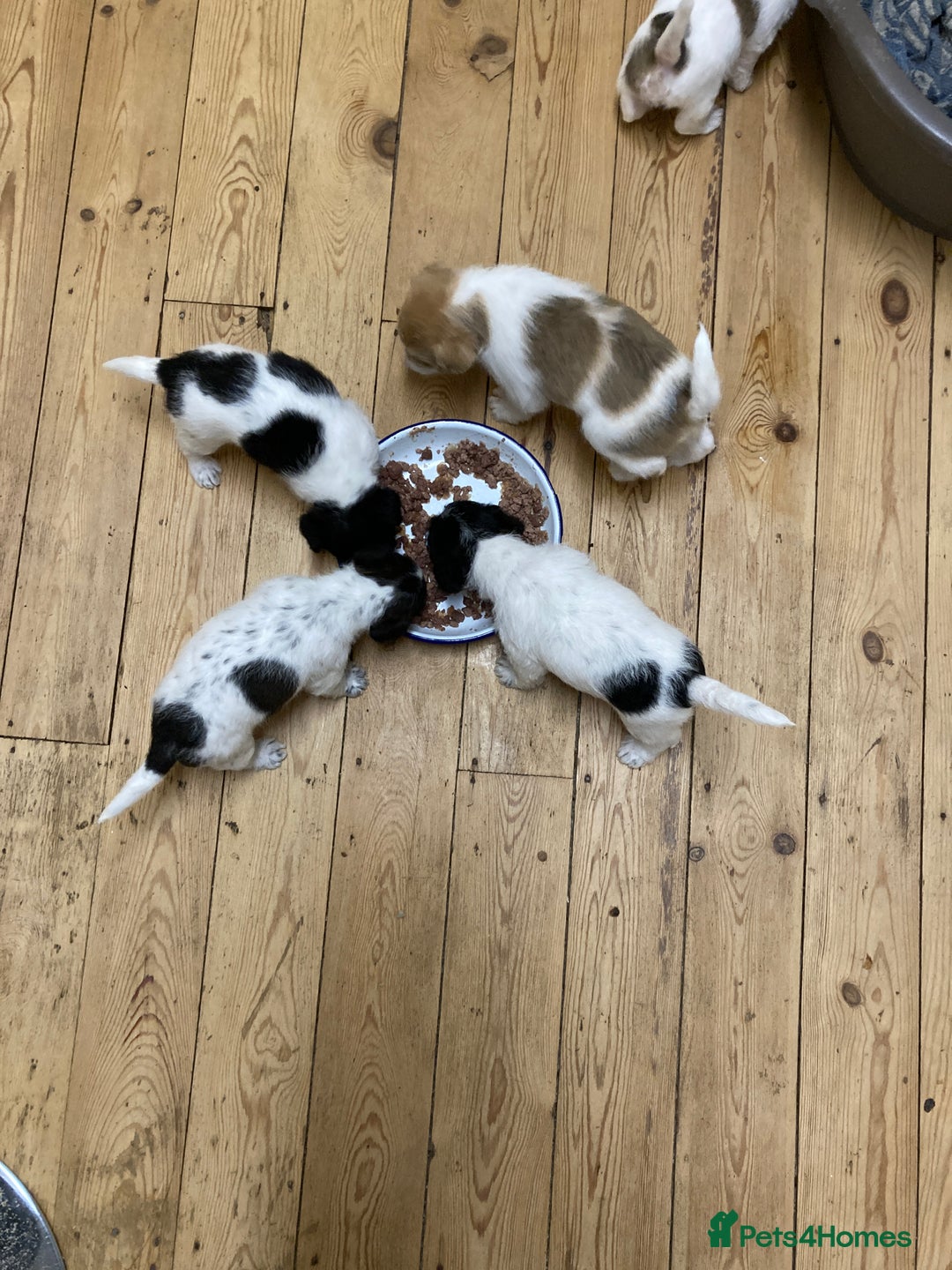 Jackapoo dogs for sale: @@GORGEOUS JACKAPOO PUPPIES@@ - Image 2