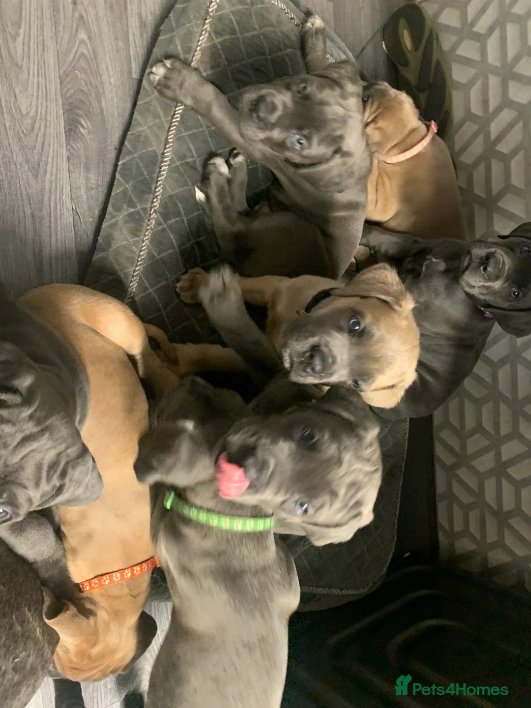 Cane Corso dogs for stud: Romanian Import KC Reg Cane Corso blue stud  - Advert 6