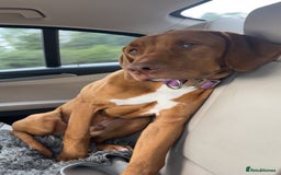 Mixed Breed dogs for sale: Bullmastiff x rhodesian ridgebag - Image 4