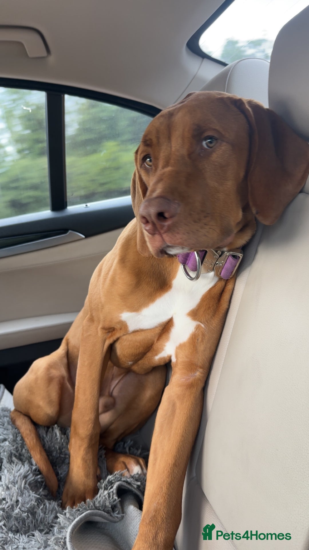 Mixed Breed dogs for sale: Bullmastiff x rhodesian ridgebag - Image 4