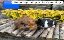 Guinea Pig rodents for sale: Beautiful baby male guinea pigs ready now and soon - Image 9