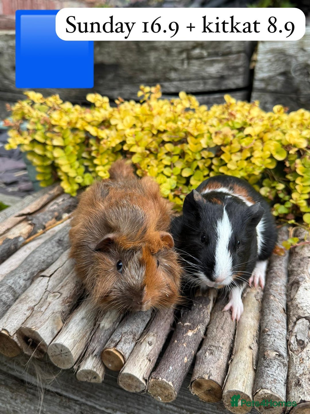 Guinea Pig rodents for sale: Beautiful baby male guinea pigs ready now and soon - Image 9