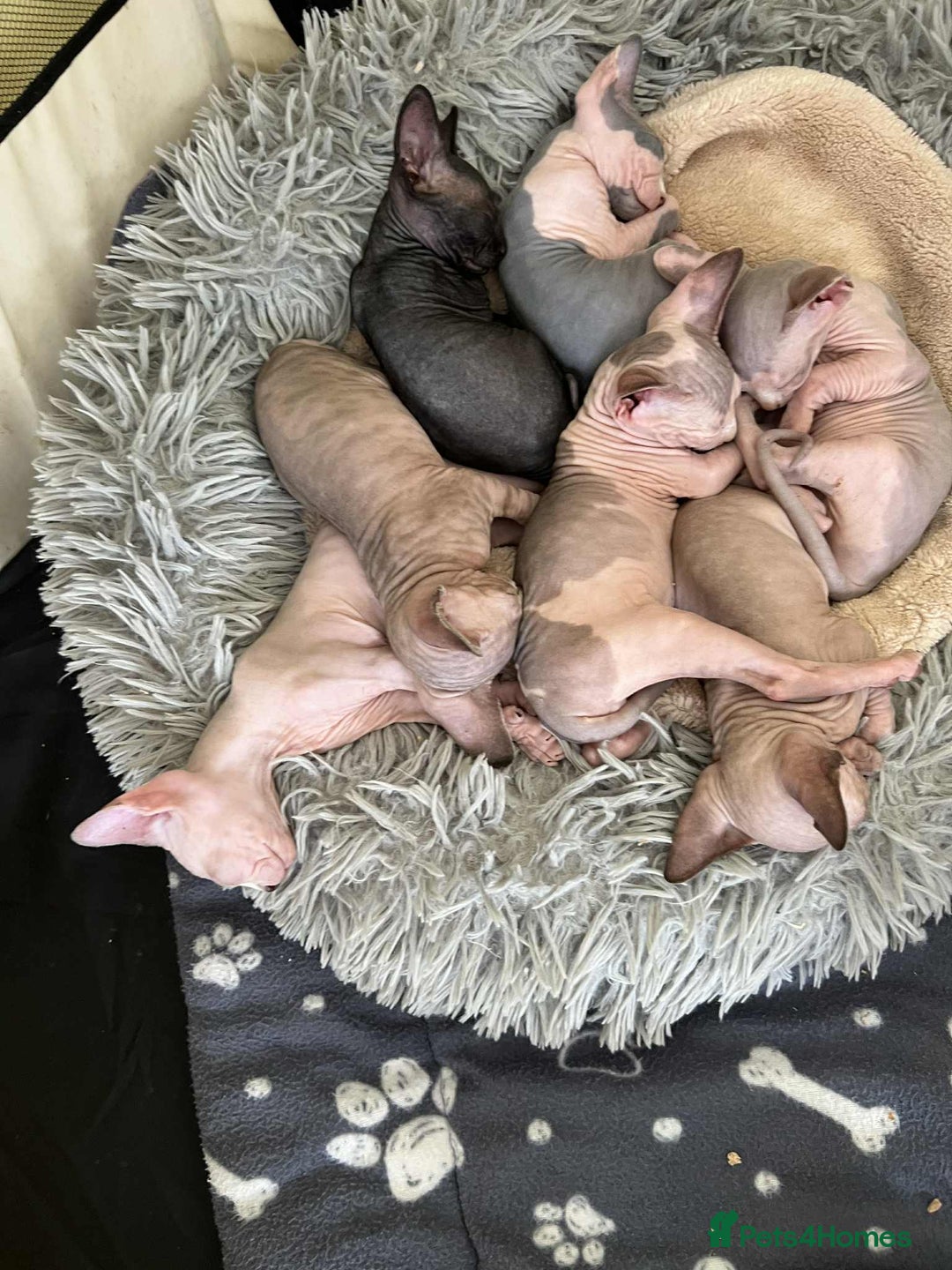 Sphynx cats for sale: 4 Beautiful sphynx kittens available - Image 16