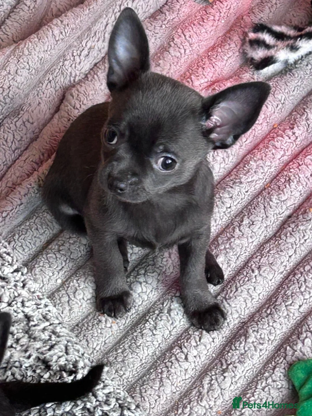 Chihuahua dogs for sale: KC Reg short-hair Chihuahua apple-headed puppies - Advert 7