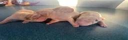Shar Pei dogs for sale: FULL-Chinese Sharpei  - Advert 6
