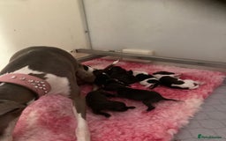 Italian Greyhound dogs for sale: Italian Greyhound Puppies - Image 9