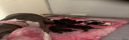 Italian Greyhound dogs for sale: Kc reg Italian Greyhound puppies  - Advert 9