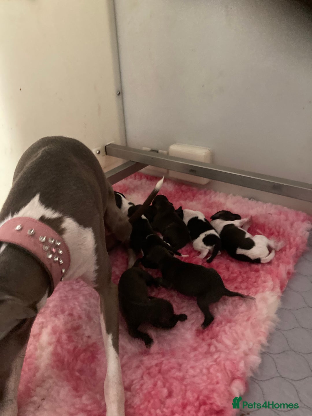 Italian Greyhound dogs for sale: Italian Greyhound Puppies - Image 9