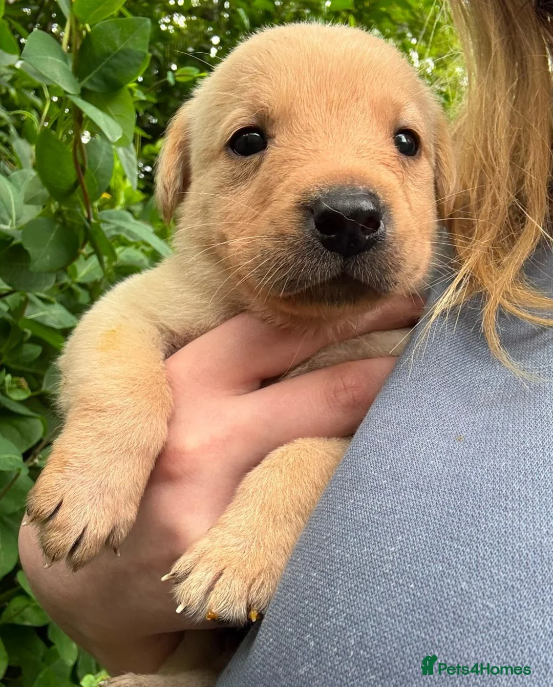 Labrador Retriever dogs for sale: Fantastic litter of eight kc working labradors - Advert 2