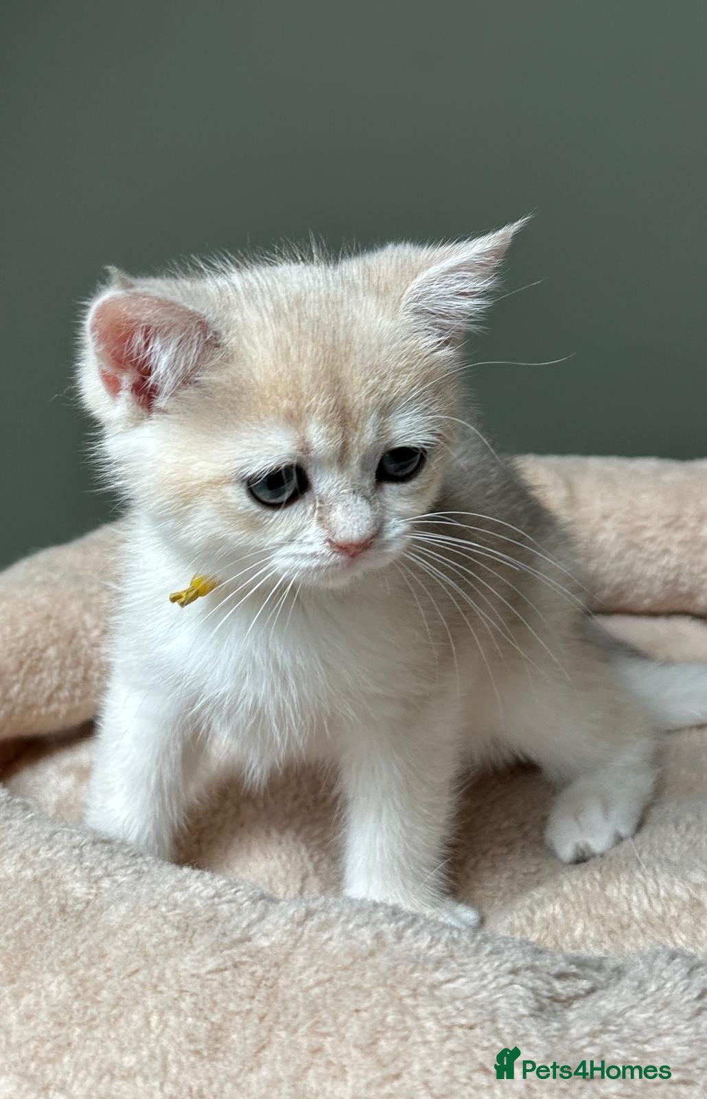 British Shorthair cats BSH Pedigree Black and Blue Golden Chinchilla's - Advert 1