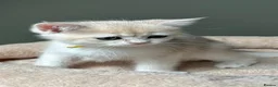 British Shorthair cats for sale: BSH Pedigree Black and Blue Golden Chinchilla's - Advert 1