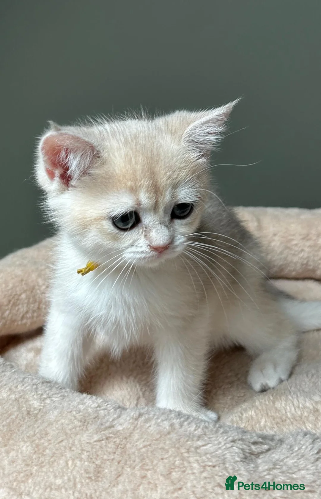 British Shorthair cats for sale: BSH Pedigree Black and Blue Golden Chinchilla's - Advert 1
