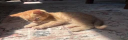 Maine Coon cats for sale: Main Coon Cross kittens in Halesworth - Advert 10