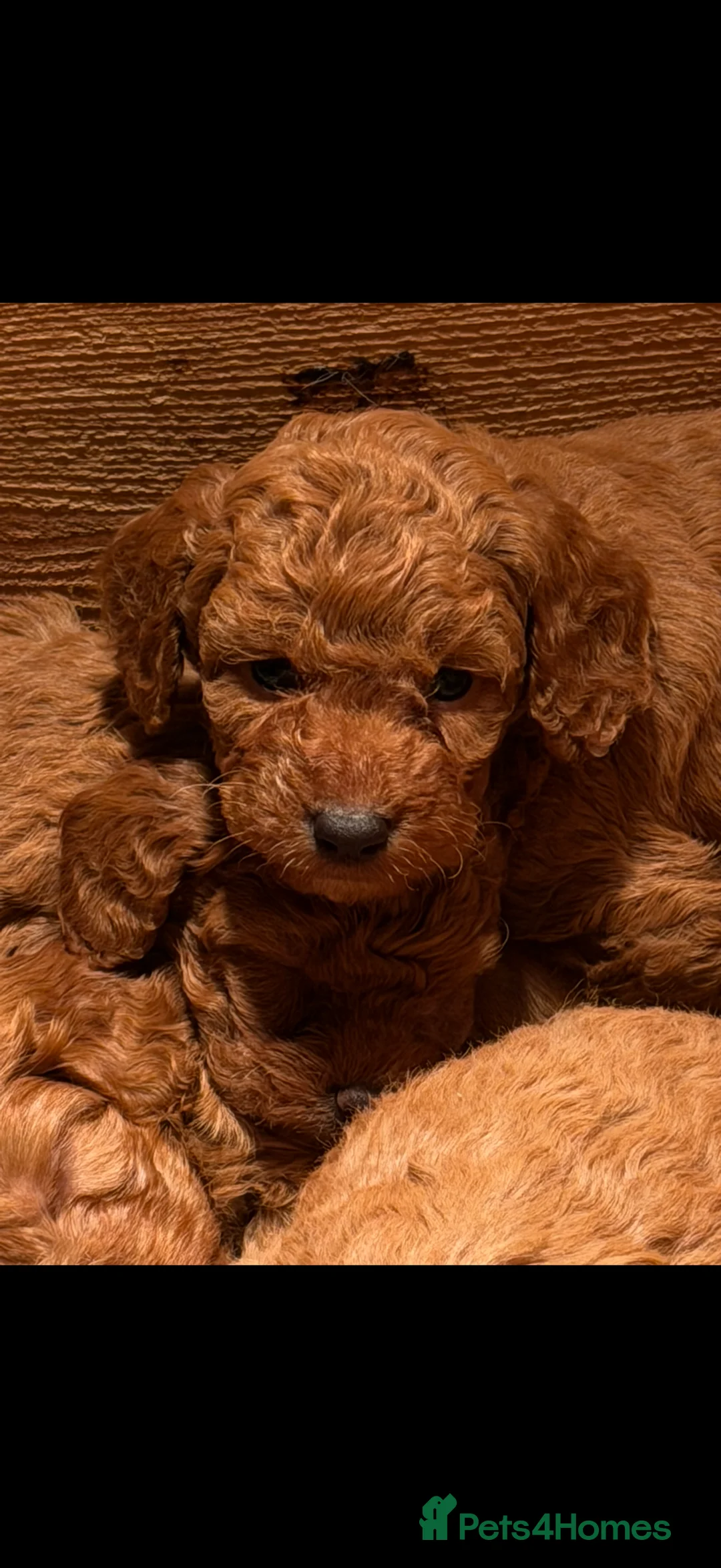 Cockapoo dogs for sale: Delightful F1b Cockapoo pups - Advert 11