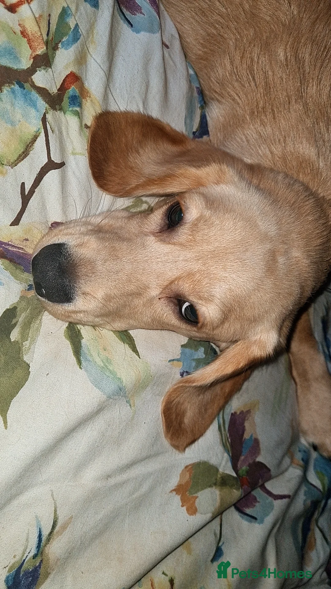 Cockerdor dogs for sale: Milo 7 month  - Advert 3