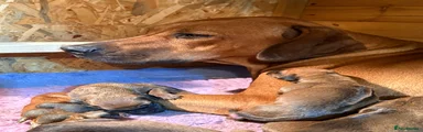 Rhodesian Ridgeback 11