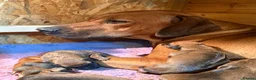 Rhodesian Ridgeback dogs for sale: International a world champion bloodlines - Advert 6