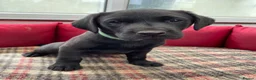 Labrador Retriever dogs for sale: 2 KC Chunky Black Labrador Puppies  - Advert 2